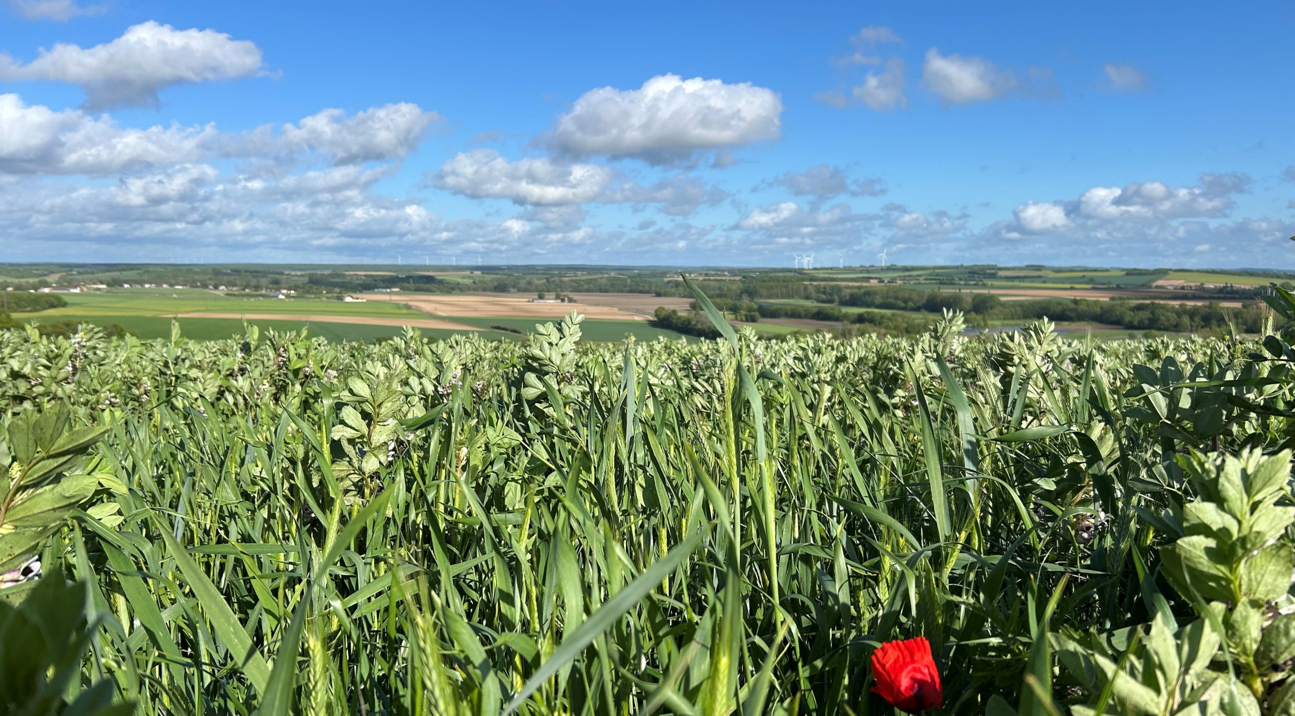 Missions de développement : faisabilité, prospection, plan d'épandage